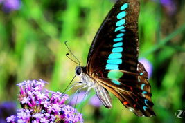 国产采精小蝴蝶,探寻自然之美与科技创新的完美融合