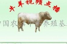 国产牛牛在线,创新游戏体验，引领休闲娱乐新潮流